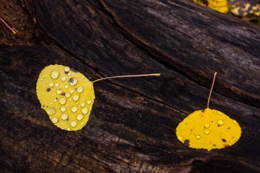 Yağmur damlalarıyla kaplı canlı sarı bir izin, düşmüş bir kütükte. Flagstaff, Arizona.