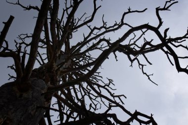 Arka planda gri bir gökyüzü olan Pinus Ponderosa 'da ölmüş büyük bir Ponderosa Pine' a bakıyorum. Flagstaff, Arizona.