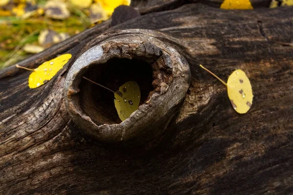 Vivid Yellow Aspen Leaves Fallen Log Knot Hole Raindrops Leaves — Stock Photo, Image