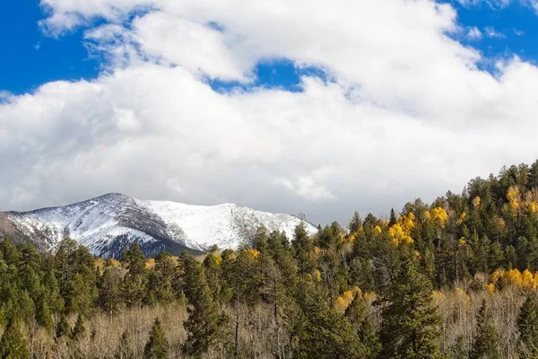 Stock image A forest of yellow aspens and evergreens is backed by a snowy mountain and white clouds in a vivid blue sky. Flagstaff, Arizona.