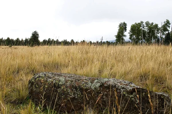 Grand Rocher Recouvert Lichen Repose Dans Champ Avec Une Forêt — Photo