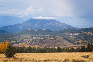 Kenarlarında çam ağaçları ve kavak ağacı olan bir tarla. Arka planda dağlar ve beyaz bulutlar var. Kar kasesi, Flagstaff, Arizona.