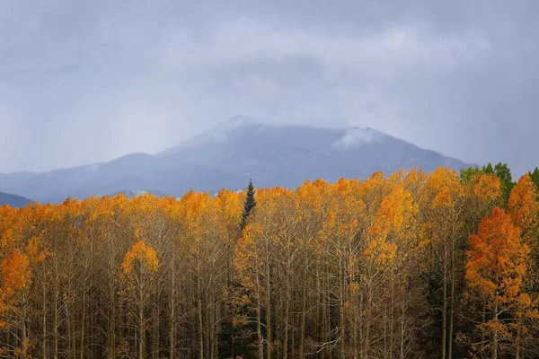 Vívido Bosque Álamo Amarillo Anaranjado Con Pino Solitario Enclavado Montañas —  Fotos de Stock