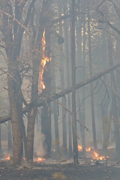 A tree burns in a smoke filled forest near Flagstaff, Arizona.