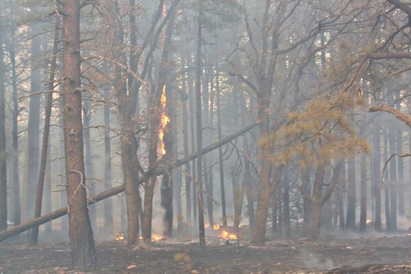 Дерево горит в лесу, заполненном дымом, рядом с Флагстаффом, Аризона.