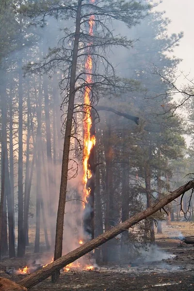A tree burns in a smoke filled forest near Flagstaff, Arizona.