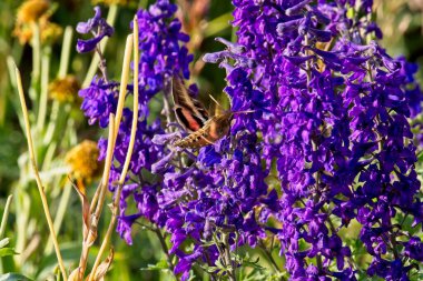 Bir sinekkuşu güvesinin yakın çekimi, Hyles lineata, canlı gümüş Lupine, Lupinus argenteus ile besleniyor..