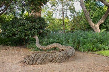 Yerde yetişen tuhaf ve detaylı bir ağaç gövdesi. Arka planda yeşil bitki örtüsü var. La Brea Tar Pits, Los Angeles, California..