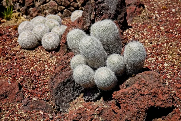 Gros Plan Cactus Blanc Poussant Dans Des Roches Rouges Huntington — Photo