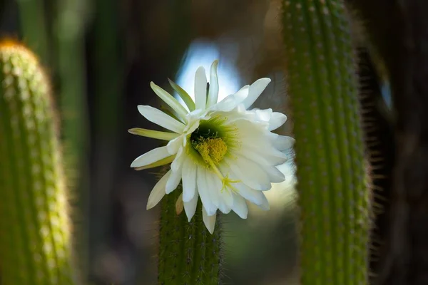Primer Plano Una Flor Blanca Que Crece Cactus Verde Biblioteca — Foto de Stock