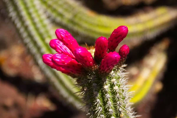 Rouge Fleurit Sur Cactus Vert Huntington Library Art Museum Botanical — Photo