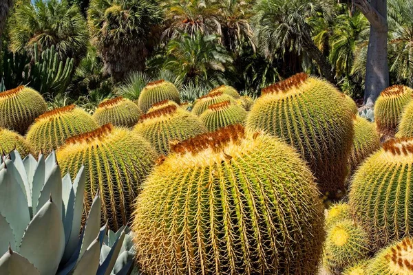Groupe Cactus Barrell Avec Des Plantes Vertes Arrière Plan Huntington — Photo