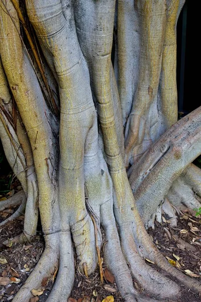 Nahaufnahme Eines Seltsamen Und Detaillierten Baumstammes Brea Tar Pits Los — Stockfoto