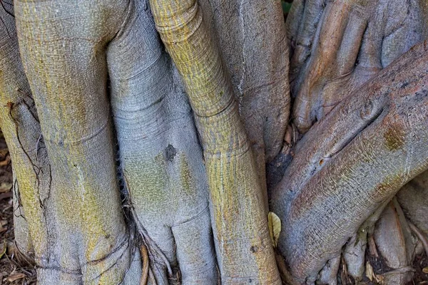 Detailní Záběr Podivný Podrobný Kmen Stromu Brea Tar Pits Los — Stock fotografie