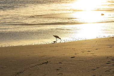 Sahildeki Shorebird 'ün arkasında dalgalar ve su vardı. Laguna Sahili, Kaliforniya.