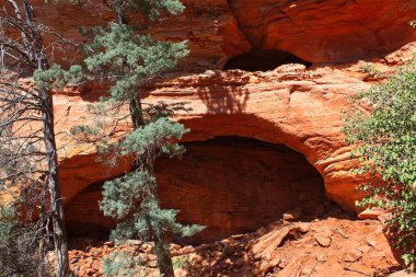 Sedona, Arizona 'nın Kızıl Kayalıkları' ndaki Asker Geçidi Kemeri. Ağaçlar ön planda..