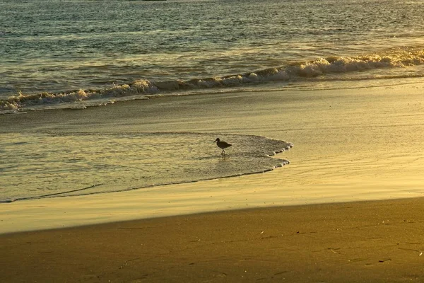 Shorebird Pláži Vlnami Vodou Pozadí Laguna Beach Kalifornie — Stock fotografie