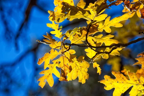 Closeup Της Ανάβει Πίσω Κίτρινα Φύλλα Βελανιδιάς Φθινόπωρο Williams Αριζόνα — Φωτογραφία Αρχείου