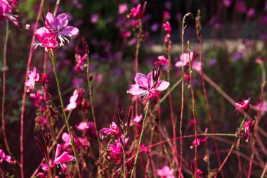 Closeup of a pink bush with pink flowers at the Huntington Library and Gardens, San Marino, California