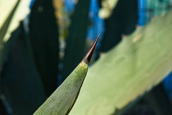 Closeup of Century plant cactus thorn at the La Brea Tar Pits, Los Angeles, California