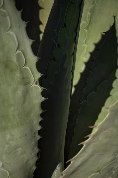 Closeup of Century plant cactus at the La Brea Tar Pits, Los Angeles, California