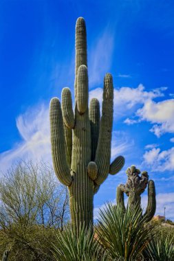 Saguaro kaktüsü, Carnegiea dev çayı, arka planda ibikli saguaro..
