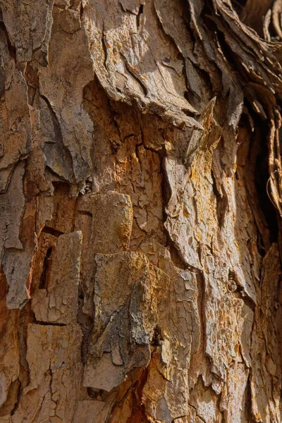 Close Rough Bark Tree — Stock Photo, Image