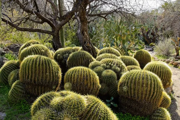 Groupe Cactus Autour Des Arbres — Photo