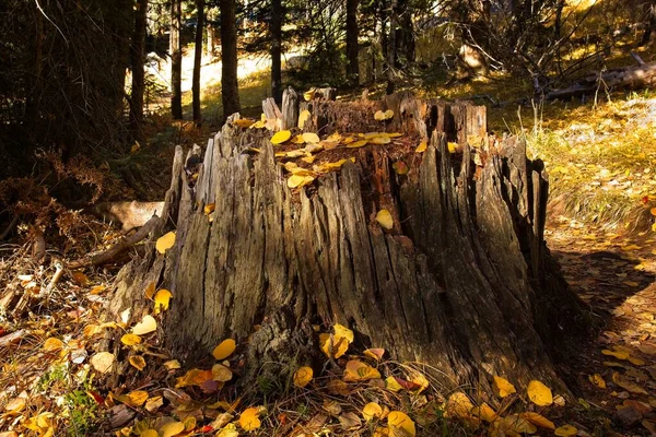 Baumstumpf Wald Bestreut Mit Gelben Espenblättern — Stockfoto