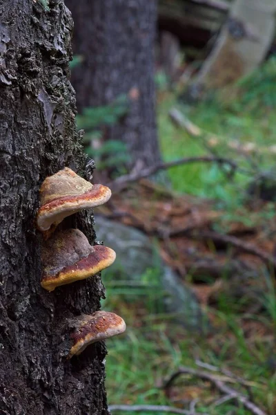 Prateleira Cogumelos Cogumelos Fadas Crescendo Tronco Uma Árvore — Fotografia de Stock
