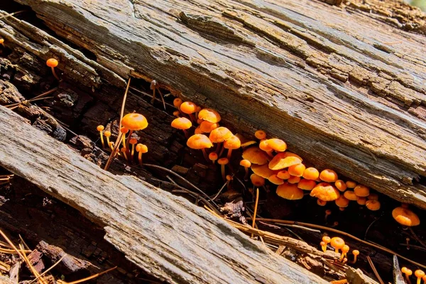 圆木中的一组小桔子蘑菇 — 图库照片