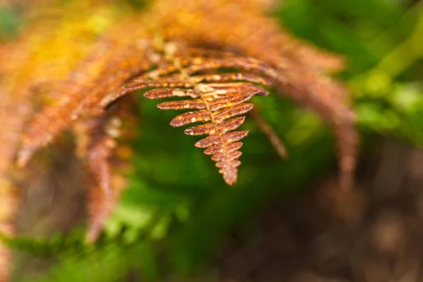 Closeup Fern Forest — Stock Photo, Image
