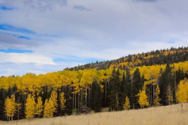 Kartopu, Flagstaff, Arizona 'da sarı kavak ve yeşil çam ağaçları..