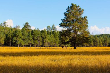 Büyük bir çam ağacı ve arka planda Flagstaff, Arizona 'da bir orman olan sarı yabani çiçekler tarlası..