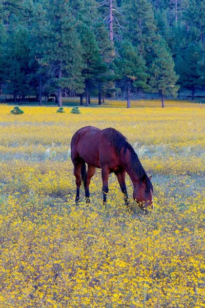 A horse grazing in a field of yellow wild flowers with a forest in the background, Flagstaff, Arizona.