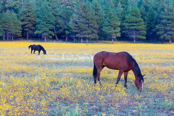 Two horses grazing in a field of yellow wild flowers with a forest in the background, Flagstaff, Arizona.