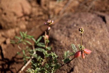 Çalı üzerinde küçük kırmızı kapsüller, Sedona, Arizona.