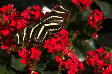 Zebra Longwing butterfly on red flowers. clipart