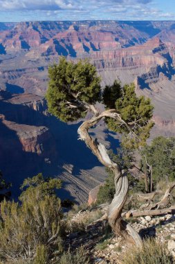 Old, twisted Juniper tree, Juniperus communis L. ( Cupressaceae),  at the Grand Canyon, Arizona. clipart