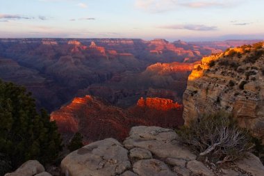 Arizona, Büyük Kanyon 'da ölü bir ağaç..