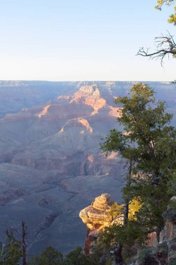 Arizona, Büyük Kanyon 'da ölü bir ağaç..