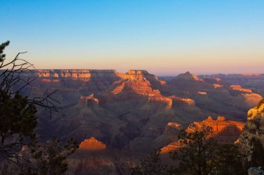 Arizona, Büyük Kanyon 'da ölü bir ağaç..