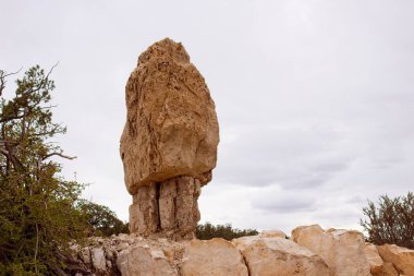 Arizona, Büyük Kanyon 'da ölü bir ağaç..