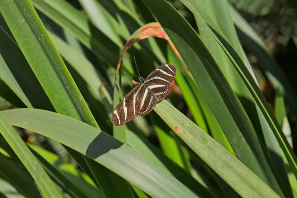 stock image A Zebra Longwing butterfly on a plant.