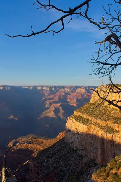 stock image A view of the Grand Canyon, Arizona, with silhouette of tree branches in the foreground.