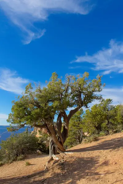 Old Juniper Ağacı, Juniperus Communis L. (Cupressaceae), Büyük Kanyon, Arizona. Beyaz bulutlar mavi gökyüzünde.