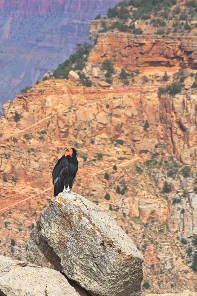 Stock image California condor (Gymnogyps californianus) sitting on a rock at the Grand Canyon, Arizona.