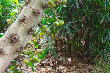İncir ağacının bir türü olan Ficus Auriculata 'nın gövdesinde incir yetişir..