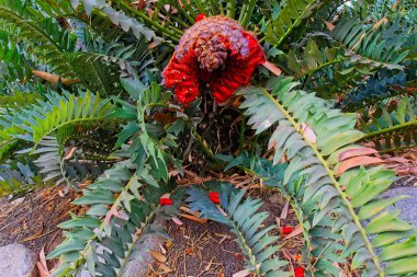 A South African Encephalartos arenarius, with a vivid red cone and holly fern-like leaves. Some of the seed pods have fallen off. clipart