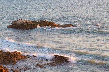 Pelikanlar (Pelecanus occidentalis), karabataklar (Phalacrocoracidae), martılar (Larinae) ve diğer deniz kuşları Laguna Sahili, Kaliforniya açıklarındaki bir kayanın üzerinde otururlar..